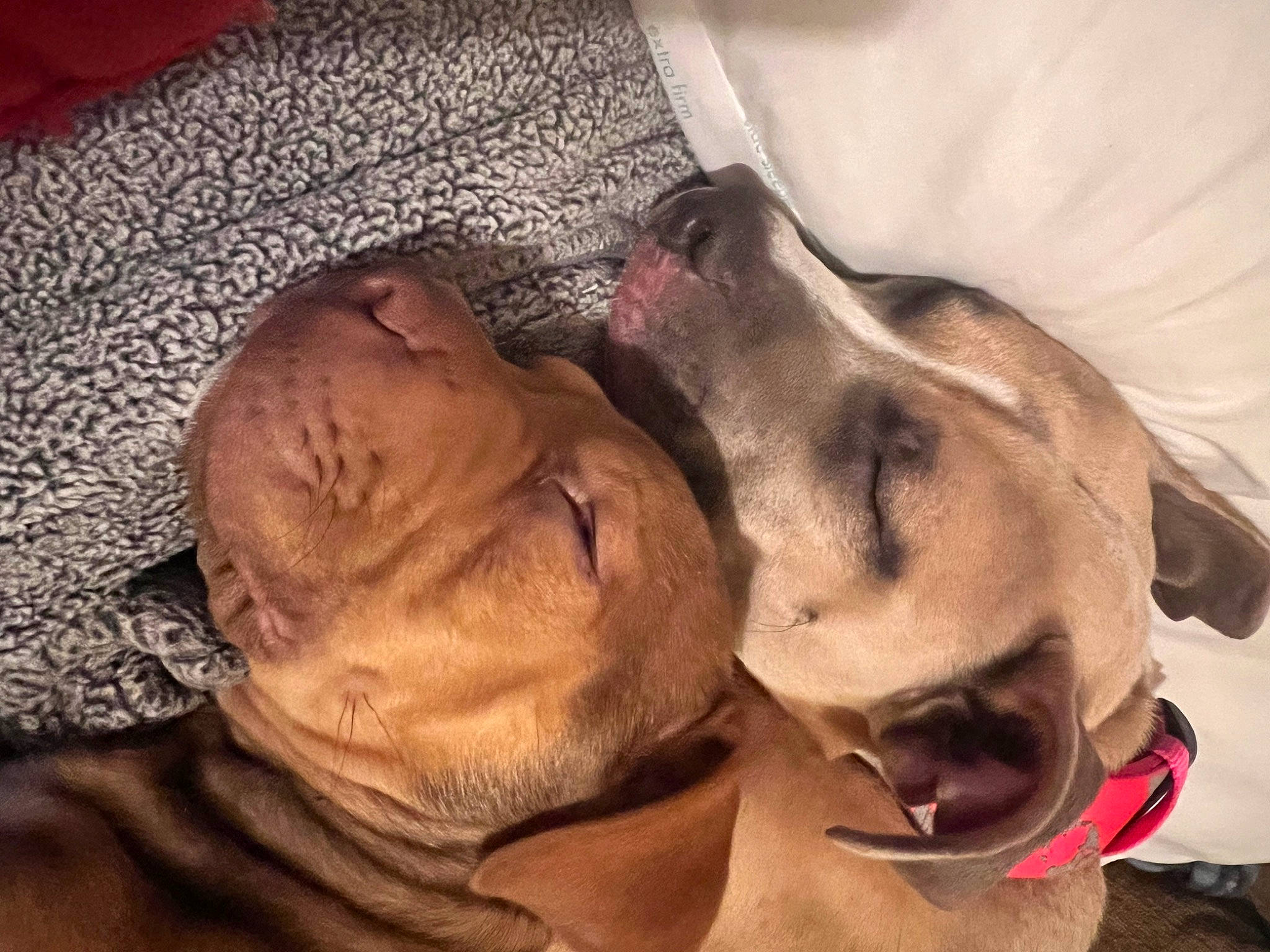 Sweetie is registered to the contest to win money with this photo: carnivore, collar, comfort, companion_dog, dog, dog_breed, ear, fawn, fur, gesture, guard_dog, happy, liver, pointing_breed, selfie, snout, sporting_group, whiskers, working_animal, wrinkle