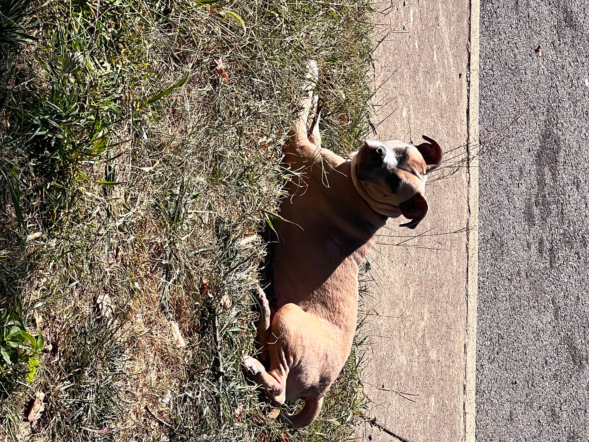 Sweetie is registered to the contest to win money with this photo: canidae, carnivore, companion_dog, dog, dog_breed, eyewear, fawn, grass, human_leg, plant, shadow, snout, soil, sunglasses, tail, terrestrial_animal, tints_and_shades, trunk, wood, working_animal