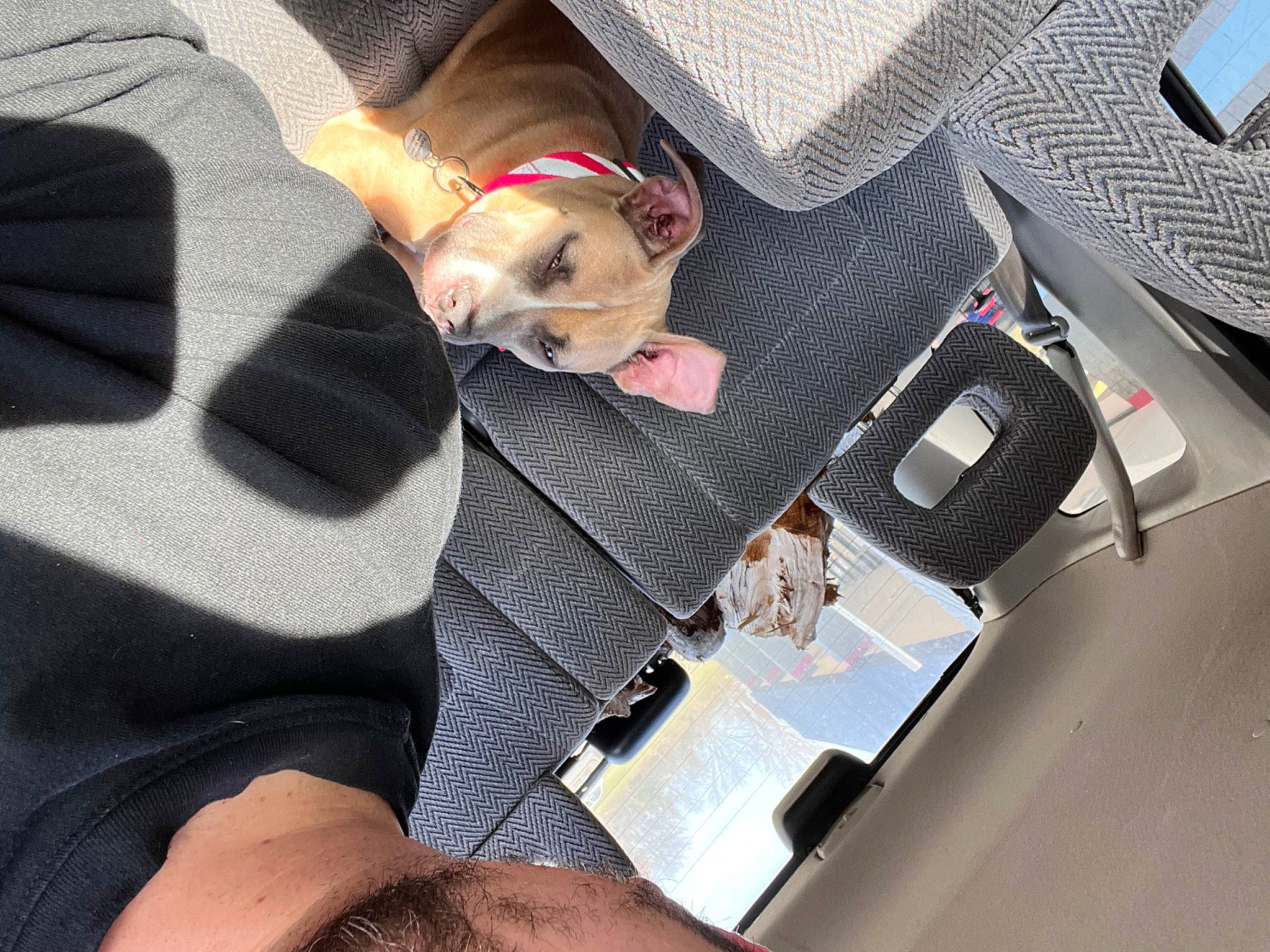 Sweetie is registered to the contest to win money with this photo: automotive_design, bag, carnivore, comfort, companion_dog, dog, dog_breed, eyewear, fashion_accessory, finger, human_leg, knee, lap, luggage_and_bags, nail, office_equipment, sunglasses, thigh, travel, wrist