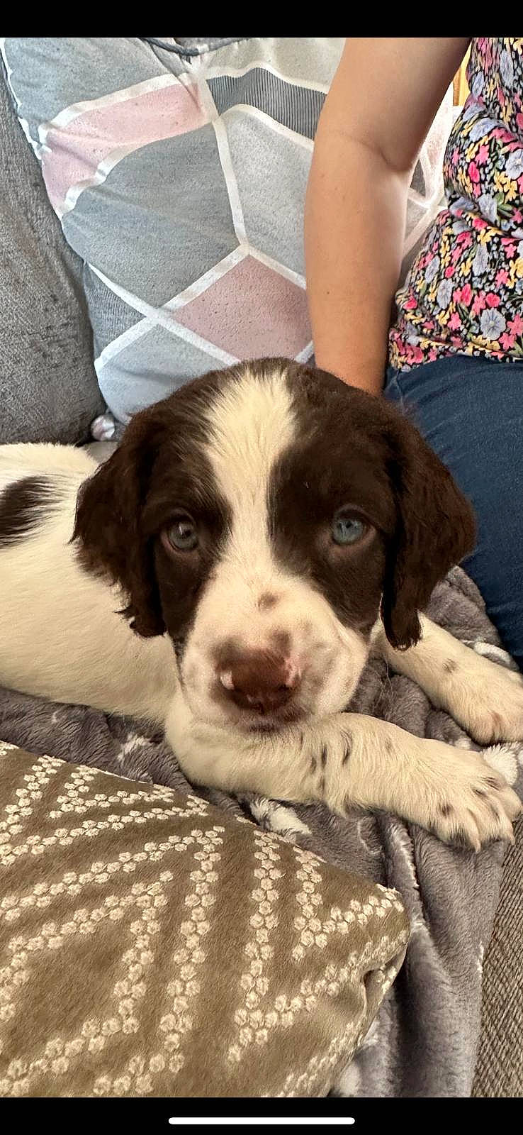 Cooper is registered to the contest to win money with this photo: canidae, carnivore, comfort, companion_dog, dog, dog_breed, fawn, fur, hunting_dog, liver, non_sporting_group, puppy_love, snout, sporting_group, terrestrial_animal, whiskers, working_animal