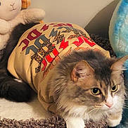 Piper is registered to the contest to win money with this photo: cat, feline, pet, animal, shirt, clothing, plush_toy, lamb, stuffed_animal, cozy, fur, whiskers, ears, indoor, carpet, soft, cute, resting, tabby, domestic_animal