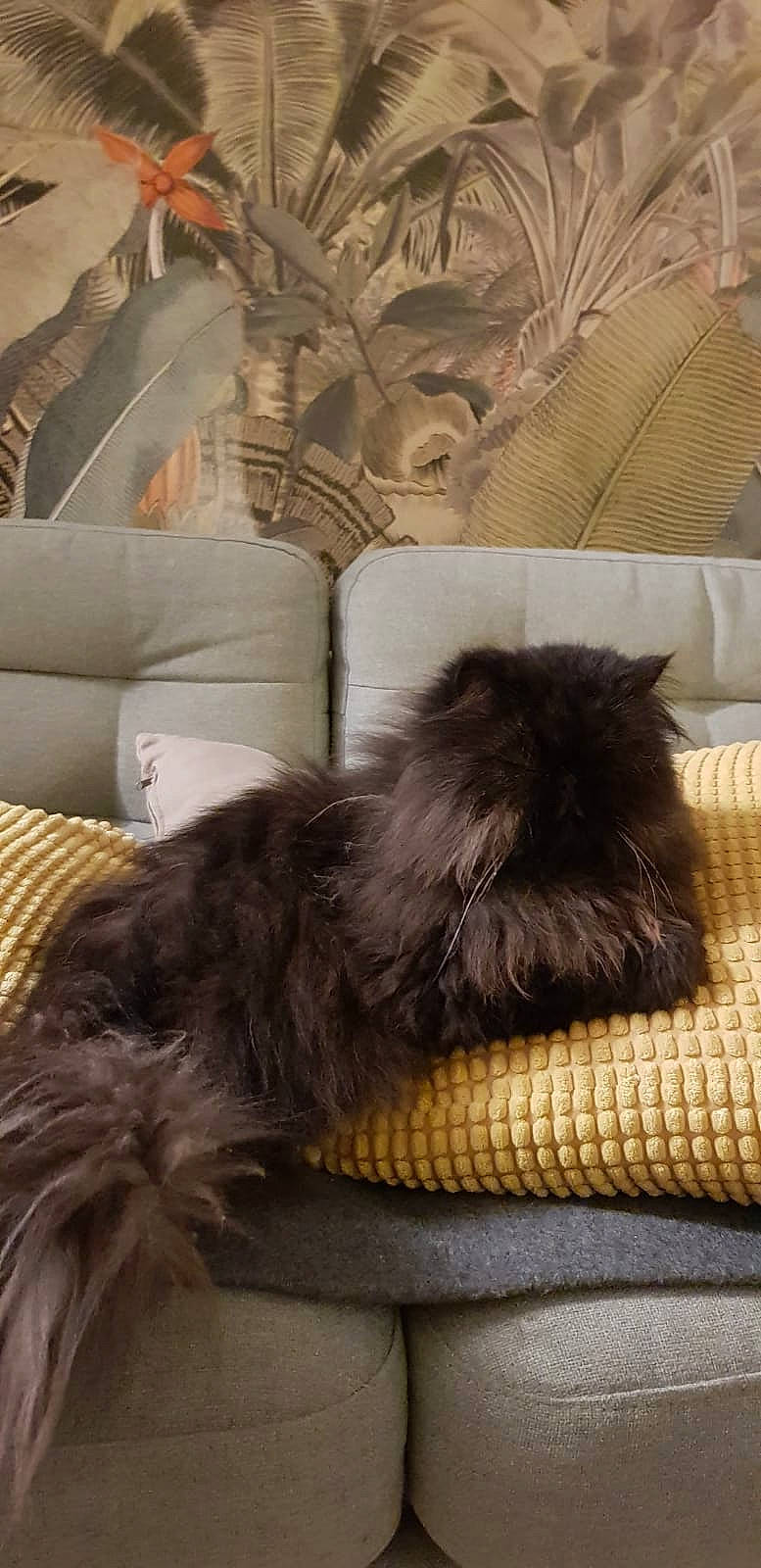 Minette a rejoint le concours — aidez-le/la à gagner de superbes lots ! carnivore, cat, comfort, companion_dog, dog_breed, fawn, felidae, fur, grey, linens, liver, nap, pekingese, small_to_medium_sized_cats, snout, sporting_group, tail, terrestrial_animal, toy_dog, whiskers