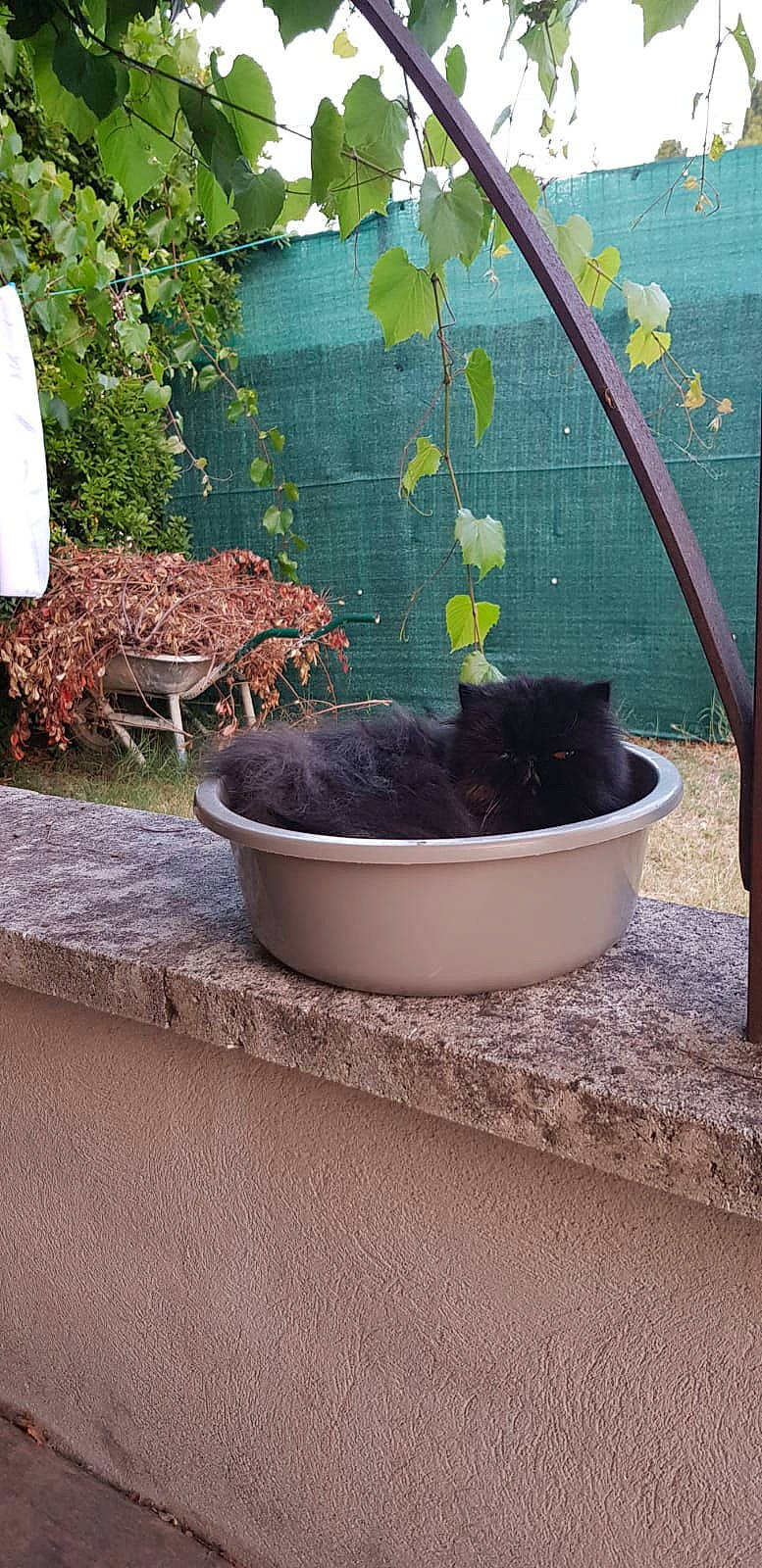 Minette a rejoint le concours — aidez-le/la à gagner de superbes lots ! annual_plant, black_cat, carnivore, cat, felidae, flower, flowerpot, garden, grass, herb, houseplant, landscape, pet_supply, plant, room, shrub, small_to_medium_sized_cats, soil, tail, wood