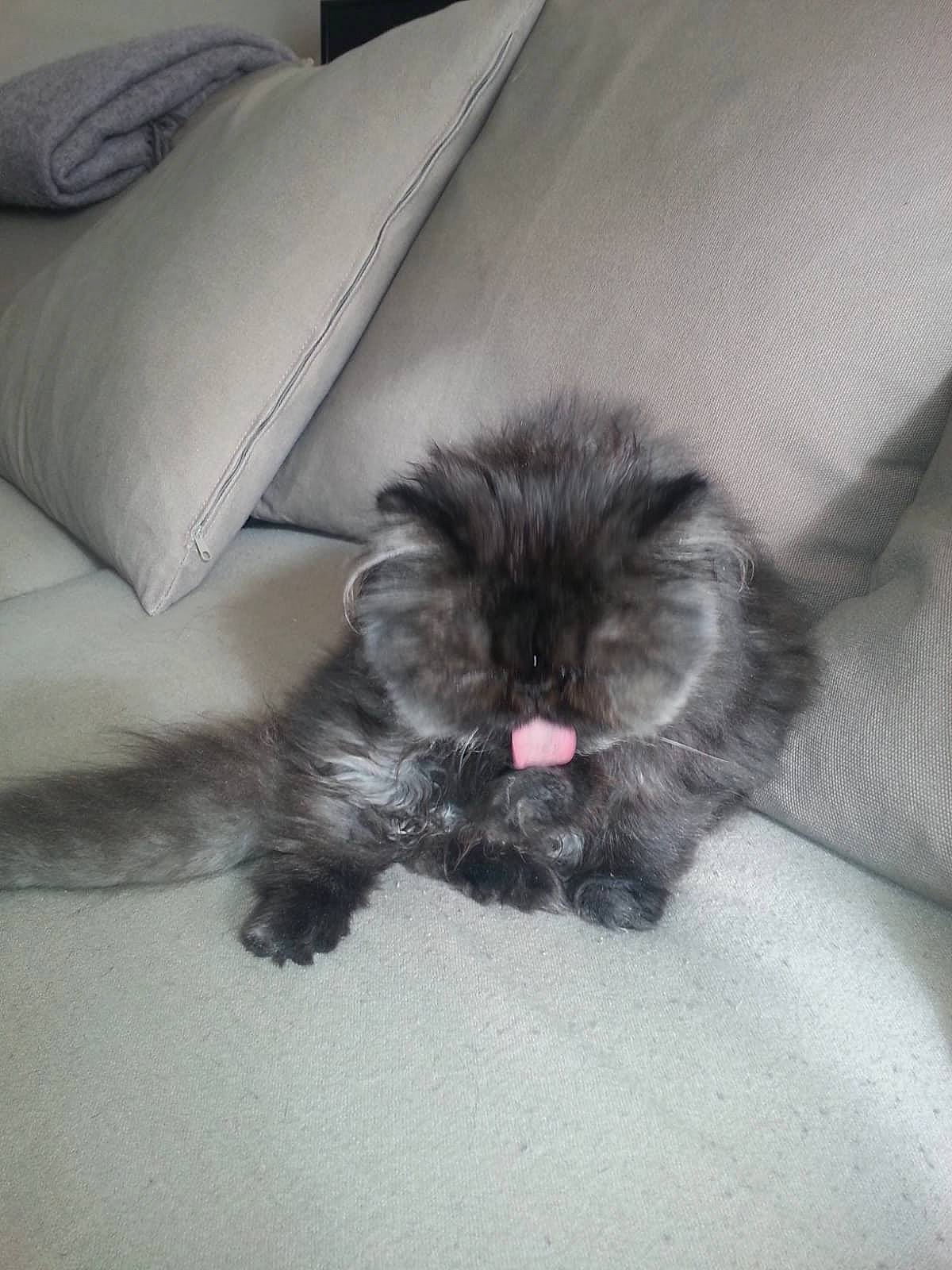 Minette participe au concours pour gagner de l'argent avec cette photo : british_longhair, carnivore, cat, claw, comfort, companion_dog, dog_breed, eye, fawn, felidae, fur, grey, liver, mammal, paw, small_to_medium_sized_cats, snout, tail, terrestrial_animal, whiskers