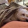Caramel a rejoint le concours — aidez-le/la à gagner de superbes lots ! dog, sleeping, blanket, couch, indoor, cozy, fur, resting, pet, home, comfort, brown, white, soft, relaxation, napping, fur_texture, close_up, snug, domestic_animal