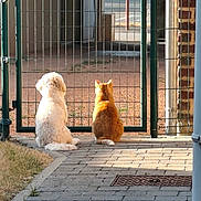 Caramel participe au concours pour gagner de l'argent avec cette photo : dog, cat, gate, fence, outdoor, sunlight, pavement, brick_wall, grass, animal, pet, back_view, companionship, curiosity, quiet, daytime, shadow, curb, curled_tail, curled_fur