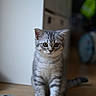 animal, background_blur, cat, closeup, curious, domestic, ears, feline, focus, fur, gray_tabby, indoor, kitten, pet, playful, sitting, toy_mouse, whiskers, wooden_floor, young