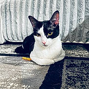 Nova is registered to the contest to win money with this photo: cat, tuxedo_cat, pet, feline, indoor, carpet, couch, cushion, whiskers, ears, yellow_eyes, portrait, relaxed, loaf_position, paw, toy, close_up, black_and_white_fur, home_interior, rug