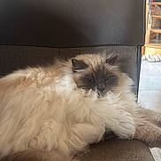 Simba a rejoint le concours — aidez-le/la à gagner de superbes lots ! cat, fluffy, indoor, chair, furniture, relaxing, pet, animal, cozy, fur, brown, white, face, resting, cushion, stairs, wood, stone_wall, home, domestic