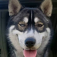 Koda joined the competition — help win amazing prizes! alert, animal, canine, car_window, close_up, companion, dog, ears, friendly, fur, happy, heterochromia, husky, outdoor, pet, portrait, smiling, tongue_out, vehicle, yellow_car