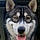 Koda