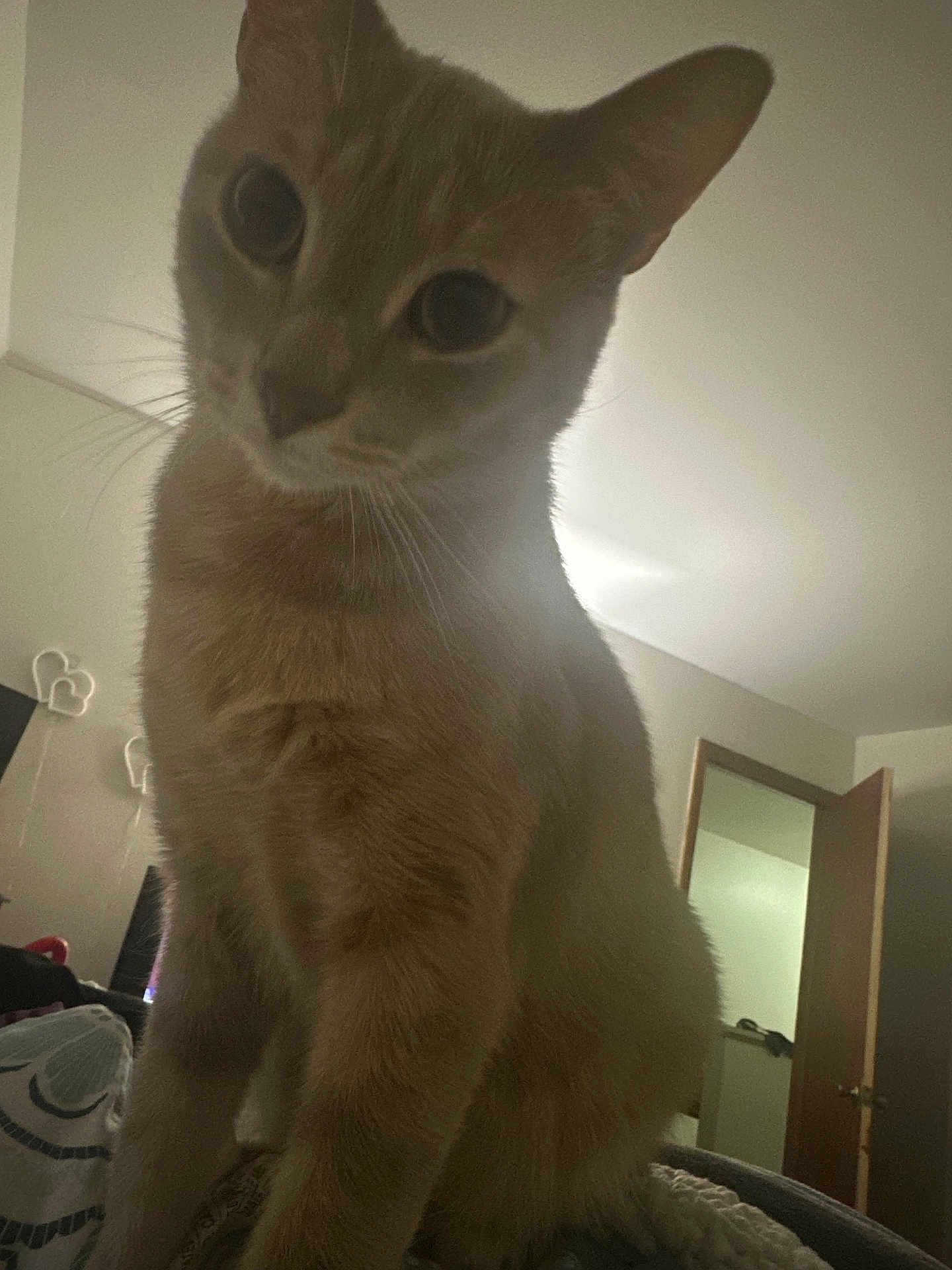 Fish is registered to the contest to win money with this photo: cat, indoor, pet, animal, curious, close_up, feline, whiskers, ears, fur, bedroom, door, light, household, looking_down, soft_light, cozy, pet_portrait, domestic_cat, curiosity
