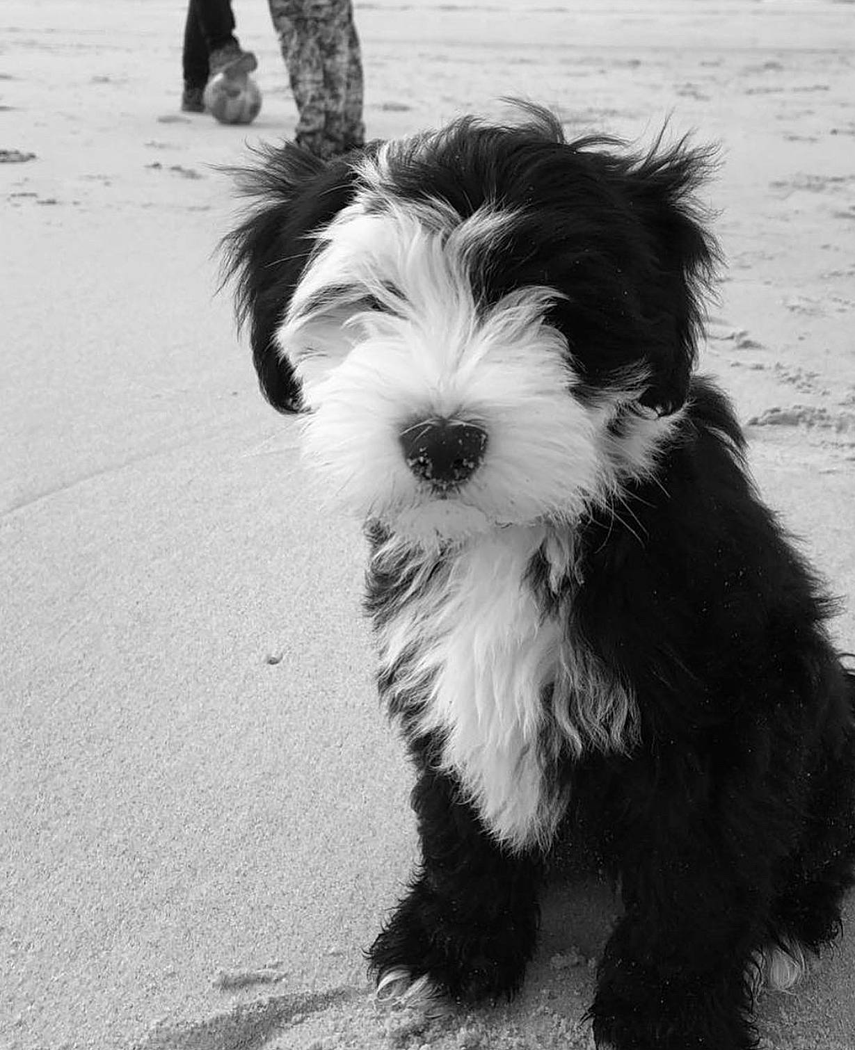 Oscar a rejoint le concours — aidez-le/la à gagner de superbes lots ! biewer_terrier, canidae, carnivore, companion_dog, dog, dog_breed, fur, maltepoo, monochrome, monochrome_photography, shih_poo, small_terrier, snout, sporting_group, style, terrier, toy_dog, water_dog, working_animal, working_dog