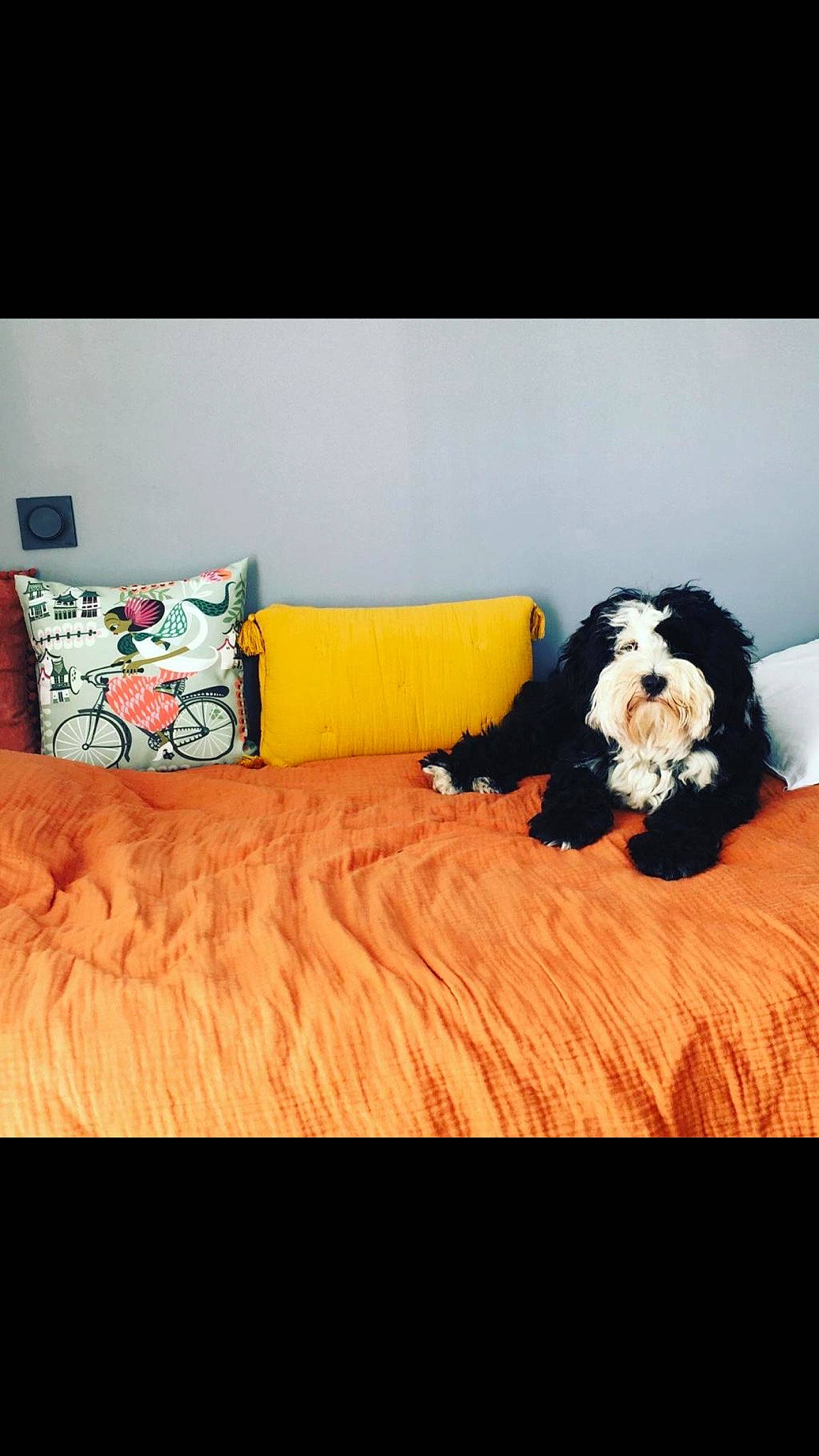 Oscar a rejoint le concours — aidez-le/la à gagner de superbes lots ! carnivore, comfort, companion_dog, couch, dog, dog_breed, dog_supply, flooring, font, furniture, interior_design, living_room, pillow, rectangle, sofa_bed, studio_couch, throw_pillow, toy, toy_dog, wood