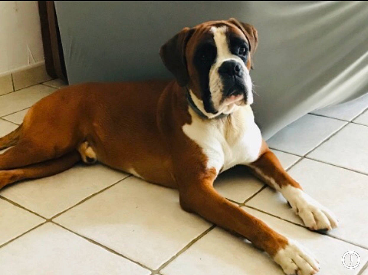 Patton participe au concours pour gagner de l'argent avec cette photo : bored, boxer, canidae, carnivore, collar, companion_dog, dog, dog_breed, dog_collar, fawn, flooring, hardwood, liver, paw, snout, sporting_group, tail, whiskers, wood, working_animal