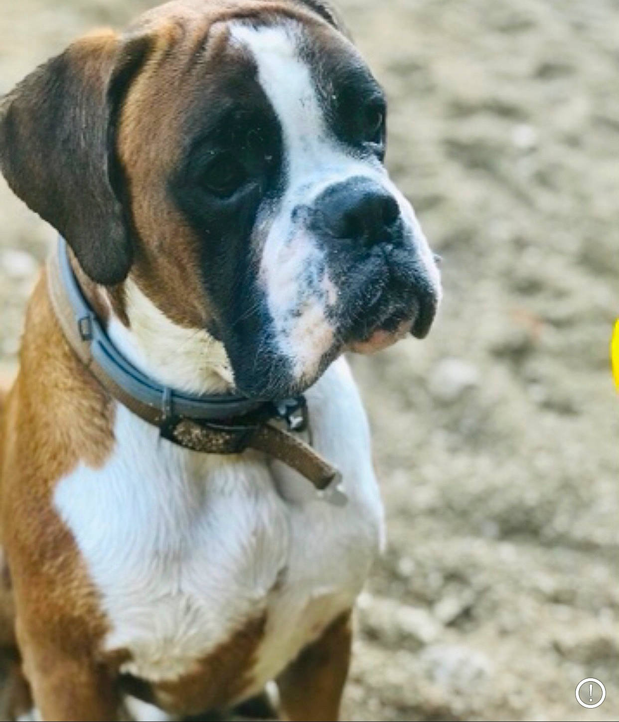 Patton a rejoint le concours — aidez-le/la à gagner de superbes lots ! boxer, bulldog, canidae, carnivore, collar, companion_dog, dog, dog_breed, dog_collar, dog_supply, fawn, giant_dog_breed, molosser, plant, snout, sporting_group, whiskers, working_animal, working_dog, wrinkle