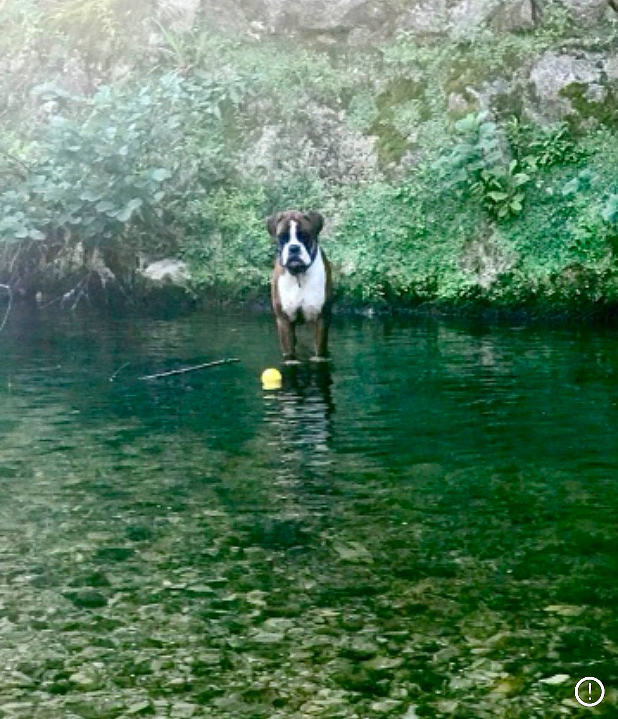 Patton participe au concours pour gagner de l'argent avec cette photo : bank, carnivore, dog, dog_breed, fluvial_landforms_of_streams, grass, lake, landscape, leisure, natural_landscape, nature_reserve, plant, recreation, reflection, sporting_group, tree, water, water_resources, watercourse, working_animal