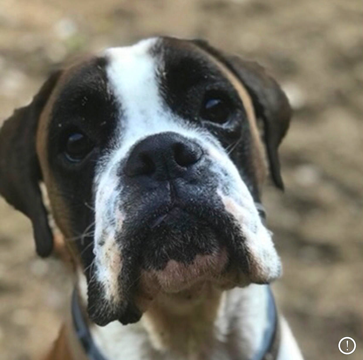 Patton participe au concours pour gagner de l'argent avec cette photo : bored, boxer, canidae, carnivore, collar, companion_dog, dog, dog_breed, dog_collar, fawn, fur, giant_dog_breed, hunting_dog, non_sporting_group, plant, sporting_group, terrestrial_animal, whiskers, working_animal, working_dog