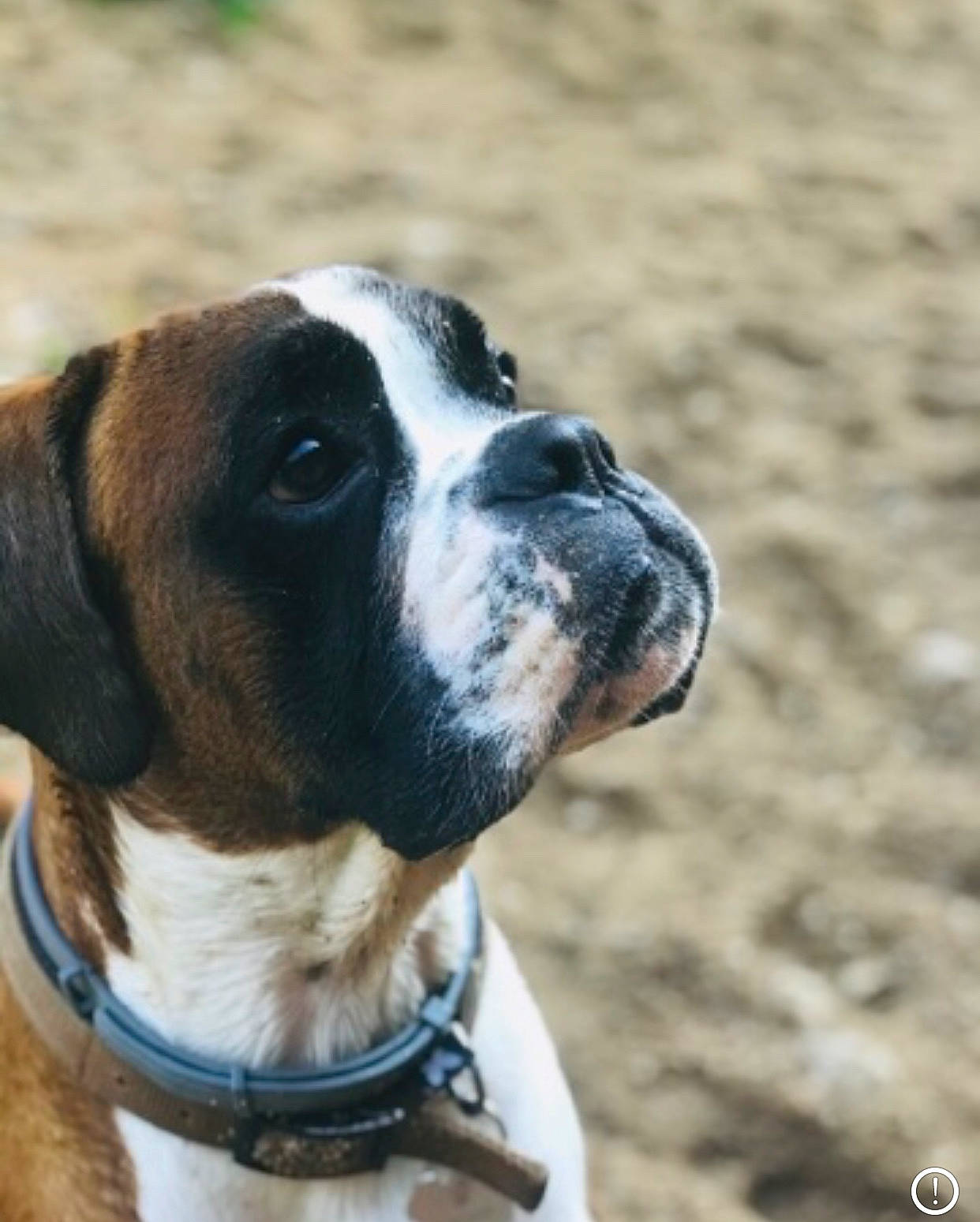 Patton a rejoint le concours — aidez-le/la à gagner de superbes lots ! canidae, carnivore, collar, companion_dog, dog, dog_breed, dog_collar, dog_supply, fawn, fur, giant_dog_breed, leash, non_sporting_group, pet_supply, plant, snout, sporting_group, whiskers, working_animal, working_dog