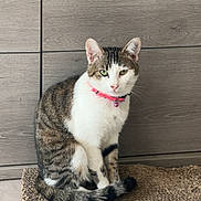 Minette participe au concours pour gagner de l'argent avec cette photo : cat, tabby, white_fur, pink_collar, scratching_pad, indoor, wooden_wall, pet, animal, feline, sitting, tail, calm, domestic_cat, fur_pattern, looking_at_camera, floor, cute, household, resting