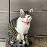 animal, calm, cat, cute, domestic_cat, feline, floor, fur_pattern, household, indoor, looking_at_camera, pet, pink_collar, resting, scratching_pad, sitting, tabby, tail, white_fur, wooden_wall
