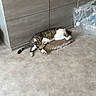 Minette participe au concours pour gagner de l'argent avec cette photo : cat, tabby, sleeping, collar, scratchpad, floor, cabinet, wooden, plastic_bag, bottles, indoor, pet, resting, fur, whiskers, relaxation, domestic, quiet, home, animal