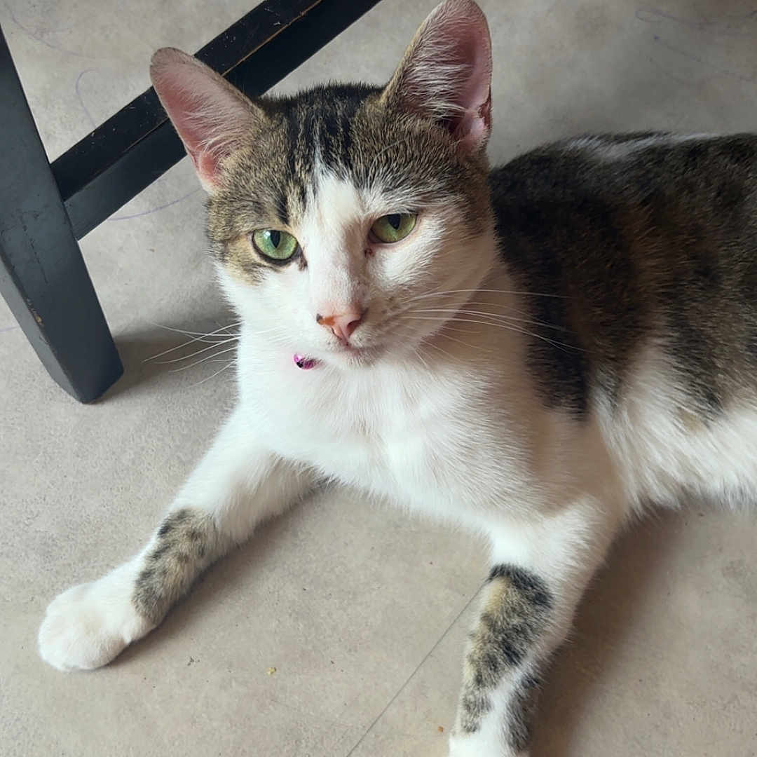 Minette a rejoint le concours — aidez-le/la à gagner de superbes lots ! cat, animal, pet, feline, green_eyes, floor, indoor, relaxed, whiskers, ears, paws, black_chair, curious, tabby, white_fur, striped, domestic_cat, looking, resting, close_up