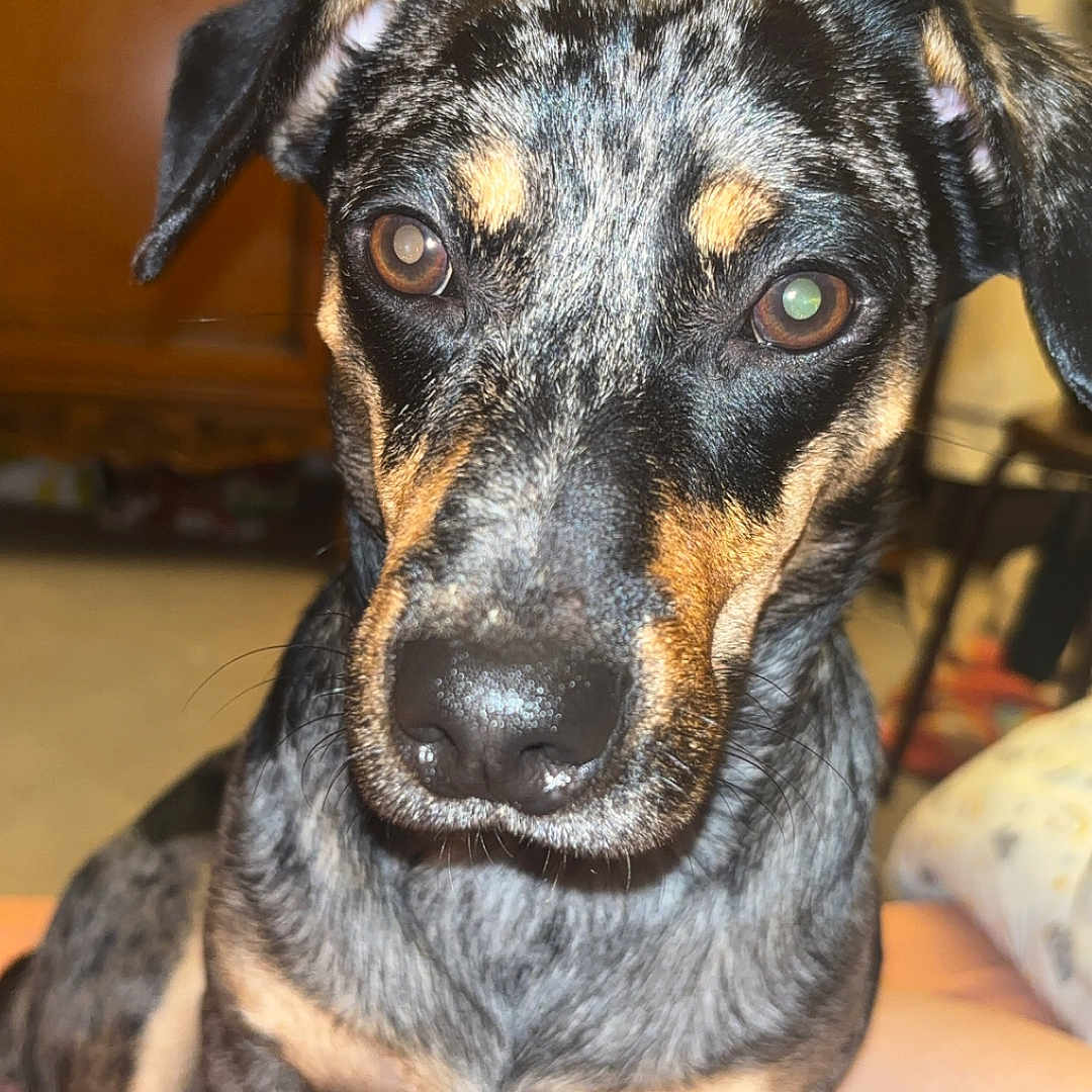 Bouboule participe au concours pour gagner de l'argent avec cette photo : dog, pet, indoor, close_up, brown, black, tan, spotted_coat, animal, canine, fur, ears, eyes, snout, sitting, floor, furniture, cabinet, human_leg, home