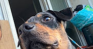 Bouboule a rejoint le concours — aidez-le/la à gagner de superbes lots ! alert, animal, balcony, black_and_tan, canine, closeup, curious, daylight, dog, domestic_animal, ears, fur, household_items, looking_away, outdoor, pet, portrait, sliding_door, snout, window