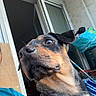 Bouboule a rejoint le concours — aidez-le/la à gagner de superbes lots ! dog, pet, animal, curious, alert, balcony, sliding_door, window, household_items, black_and_tan, fur, outdoor, portrait, closeup, domestic_animal, canine, ears, snout, looking_away, daylight