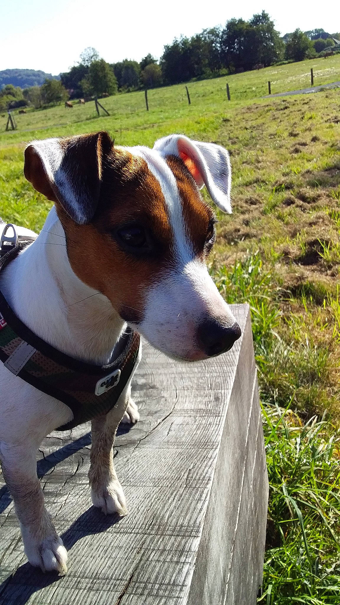 Princesse a rejoint le concours — aidez-le/la à gagner de superbes lots ! brazilian_terrier, canidae, carnivore, chilean_fox_terrier, companion_dog, danish_swedish_farmdog, dog, dog_breed, fawn, fox_terrier, jack_russell_terrier, mammal, miniature_fox_terrier, russell_terrier, smooth_fox_terrier, snout, terrier, vertebrate