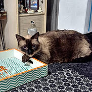 Coco participe au concours pour gagner de l'argent avec cette photo : animal, black_ears, blue_eyes, brown_fur, cat, closeup, cozy, curious, decor, face, furniture, home, indoor, patterned_tablecloth, pet, photograph, resting, siamese_cat, table, tray