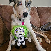 Maggie is registered to the contest to win money with this photo: dog, heterochromia, plush_toy, green_hair, striped_suit, couch, brown_couch, pet, indoor, animal, cute, sitting, collar, toy, relaxed, fur, paw, face, eyes, playful