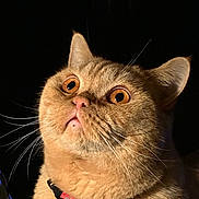 Nero is registered to the contest to win money with this photo: alert, animal, bell, cat, close_up, collar, curious, cute, domestic_cat, face, feline, fluffy, fur, indoor, looking_up, orange_cat, pet, portrait, whiskers, wide_eyes