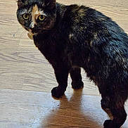 Sassy joined the competition — help win amazing prizes! alert, animal, cat, companion, curious, domestic, ears, feline, four_legs, fur, household, indoor, looking, mammal, pet, standing, tail, tortoiseshell, whiskers, wooden_floor