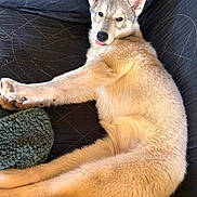 Brume a rejoint le concours — aidez-le/la à gagner de superbes lots ! puppy, dog, canine, animal, pet, fluffy, fur, tan_coat, pointed_ears, black_nose, tongue, face, lying_down, stretching, relaxed, indoors, blanket, couch, portrait, close_up