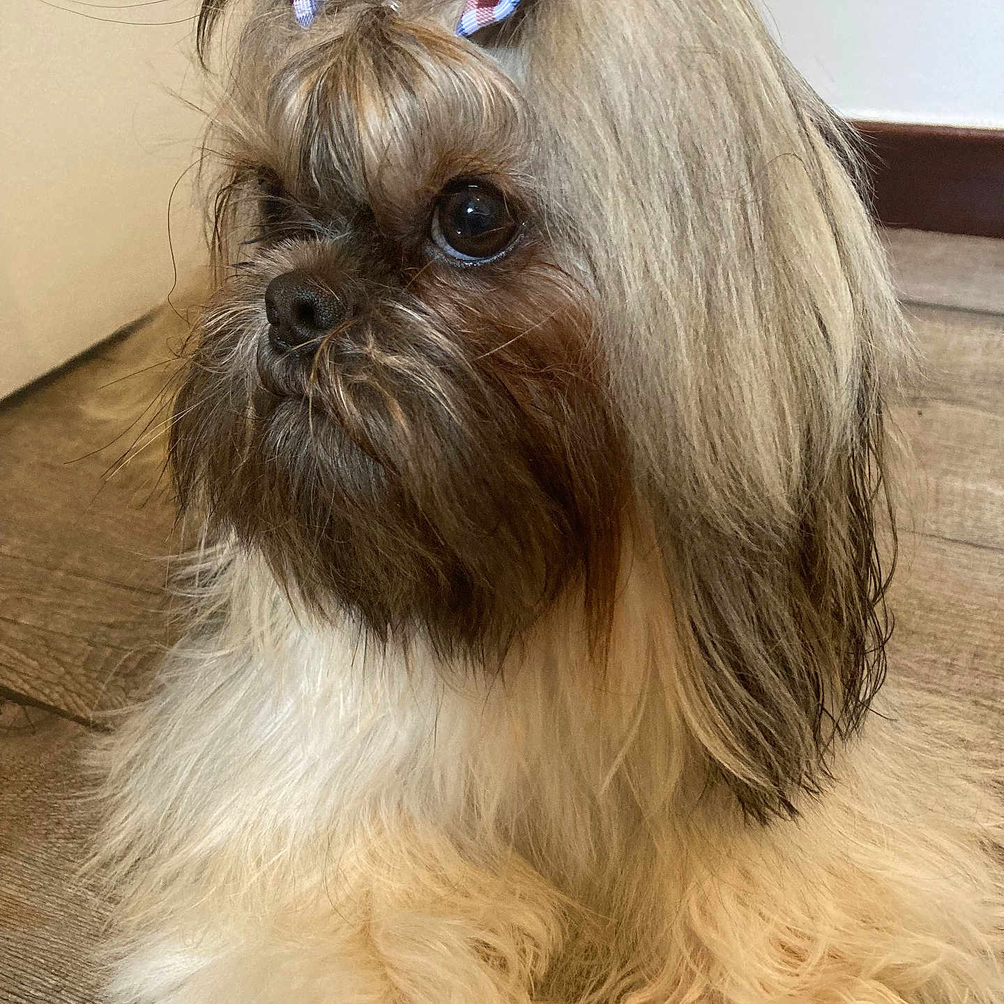 Uriel a rejoint le concours — aidez-le/la à gagner de superbes lots ! adorable, animal, bow, brown, canine, companion, cute, dog, domestic_animal, floor, fluffy, fur, indoor, long_hair, looking_away, pet, portrait, sitting, small_dog, white