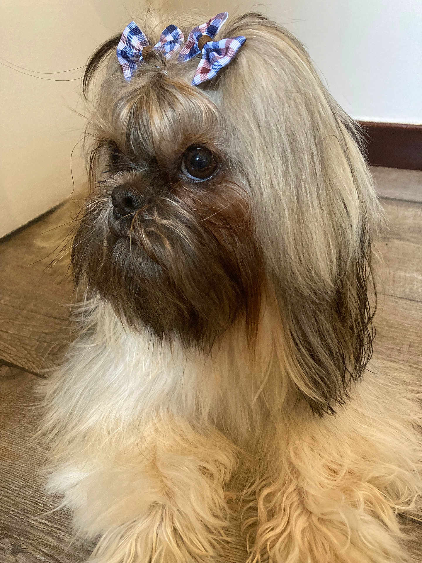 Uriel a rejoint le concours — aidez-le/la à gagner de superbes lots ! dog, pet, bow, fluffy, long_hair, brown, white, cute, indoor, floor, portrait, small_dog, canine, fur, animal, domestic_animal, looking_away, sitting, companion, adorable
