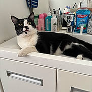 Tino a rejoint le concours — aidez-le/la à gagner de superbes lots ! animal, bathroom, black_and_white, cat, ears, faucet, feline, household, indoor, lying_down, mirror, pet, portrait, sink, sitting, toiletries, toothpaste, tuxedo_cat, vanity, whiskers