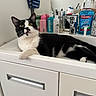 animal, bathroom, black_and_white, cat, ears, faucet, feline, household, indoor, lying_down, mirror, pet, portrait, sink, sitting, toiletries, toothpaste, tuxedo_cat, vanity, whiskers