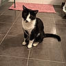 alert, animal, bathroom, black_and_white, cat, ears, feline, home, indoors, paws, pet, pink_bath_mat, portrait, radiator, sitting, tail, tile_floor, toilet, tuxedo_cat, whiskers