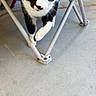 animal, black_and_white, cat, chair, closeup, ears, eyes, face, feline, floor, folding_chair, funny, indoor, paws, pet, portrait, standing, tuxedo_cat, walking, whiskers