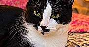 Tino a rejoint le concours — aidez-le/la à gagner de superbes lots ! animal, bed, bedroom, bedspread, black_and_white, cat, close_up, feline, fur, green_eyes, indoor, lamp, lying_down, patterned_fabric, pet, pointed_ears, portrait, tuxedo_cat, warm_lighting, whiskers