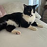 alert, animal, bed, bedroom, black_and_white, blanket, cat, curtains, feline, indoors, lying_down, paws, pet, pillows, relaxed, tail, tuxedo_cat, whiskers, window, yellow_eyes