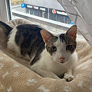 Caramel a rejoint le concours — aidez-le/la à gagner de superbes lots ! animal, black_and_white, blanket, cat, city_view, cozy, curtain, daylight, feline, green_eyes, home, indoors, lounging, lying_down, pet, pink_nose, portrait, relaxed, whiskers, window