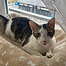 animal, black_and_white, blanket, cat, city_view, cozy, curtain, daylight, feline, green_eyes, home, indoors, lounging, lying_down, pet, pink_nose, portrait, relaxed, whiskers, window