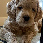 Finn is registered to the contest to win money with this photo: puppy, dog, curly_fur, close_up, indoor, cute, pet, animal, reflection, soft, adorable, young, furry, resting, front_paws, face, canine, companion, cozy, fluffy