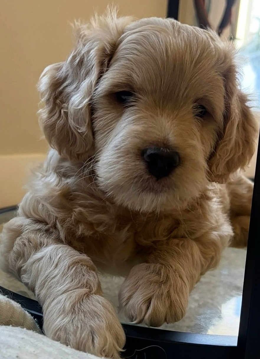Finn