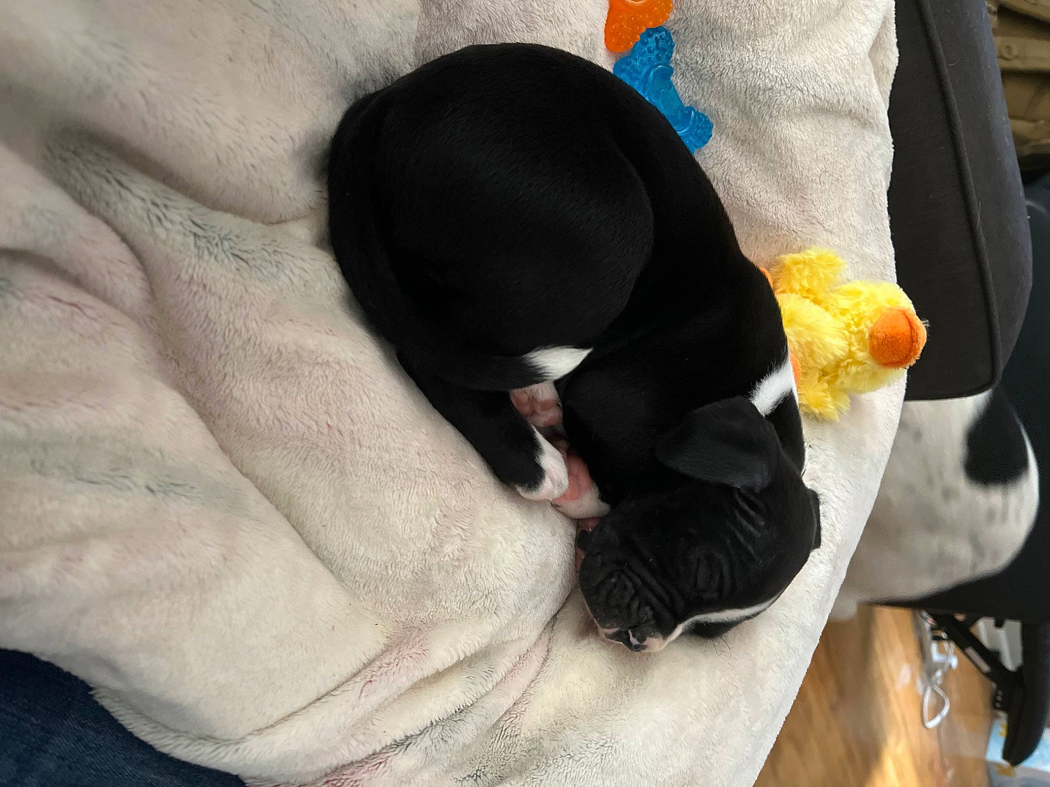 Major is registered to the contest to win money with this photo: canidae, comfort, dog_breed, felidae, foot, formal_wear, fur, gesture, human_leg, knee, linens, nail, sitting, sleeve, small_to_medium_sized_cats, stuffed_toy, suit, tail, textile, thigh