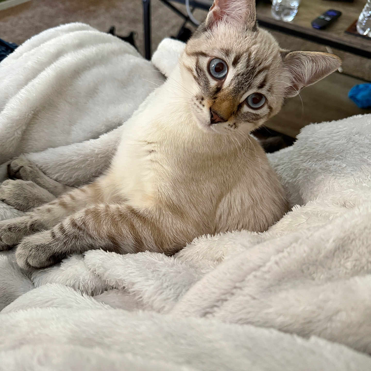 Zeus is registered to the contest to win money with this photo: blue_eyes, carpet, cat, coffee_table, cozy, curious, domestic_animal, ears, feline, fluffy_blanket, furniture, head_tilt, indoor, living_room, pet, relaxed, soft_texture, striped_fur, water_bottle, whiskers